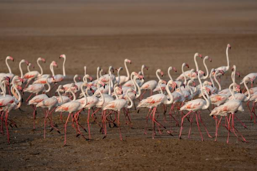 Marine wildlife in Marine National Park